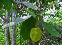 Artocarpus odoratissimus Marang, Terap